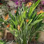 En Rez De Jardin Et Terrasse Dans Appartamento